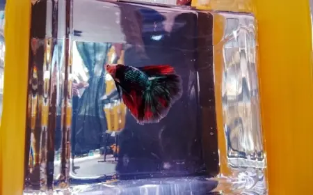 Ratusan Ikan Cupang dan Molly Beradu Keindahan di Kediri Aquatic 2026