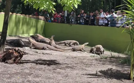 KBS Pinjamkan Sepasang Komodo ke Jepang untuk Program Breeding, Perkuat Konservasi dan Diplomasi Hijau