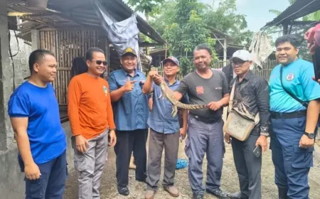 Damkar Kabupaten Kediri Amankan Anakan Buaya Berkeliaran di Pemukiman Warga