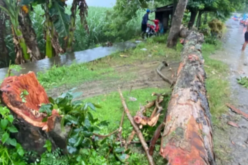 Sempat Ganggu Jalur Kediri - Tulungagung, Warga Turun Tangan Evakuasi Pohon Tumbang