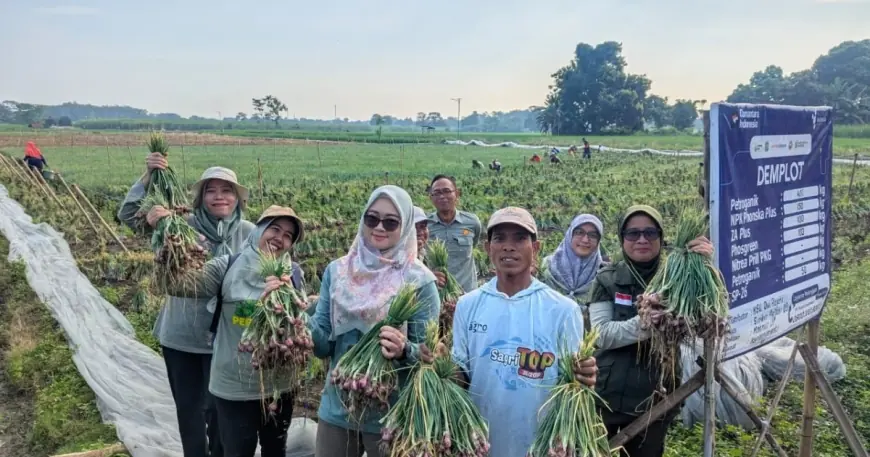 Demplot Bawang Merah di Probolinggo Dongkrak Produktivitas Hingga 30 Persen di Tengah Cuaca Ekstrem