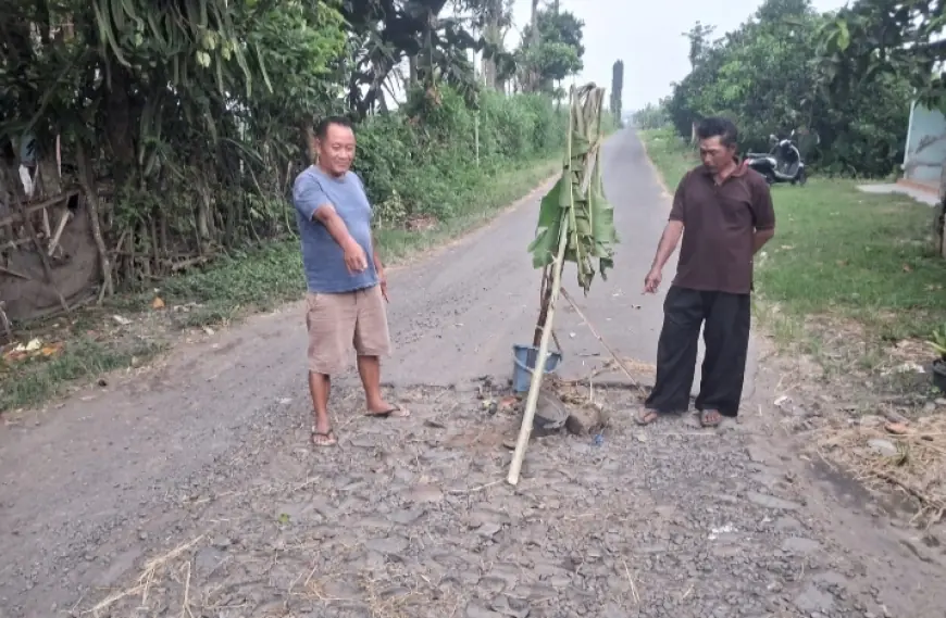 Jalan Berlubang di Ngronggot Nganjuk Ditanami Pisang, Warga Kesal Tak Ada Perbaikan