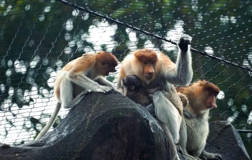 Bayi Bekantan ke-8 Lahir di Batu Secret Zoo, Perkuat Komitmen Konservasi Satwa