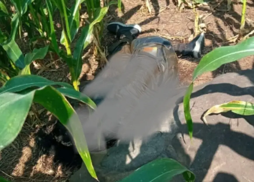 Warga Wonosalam Jombang Digegerkan Penemuan Mayat di Ladang Jagung