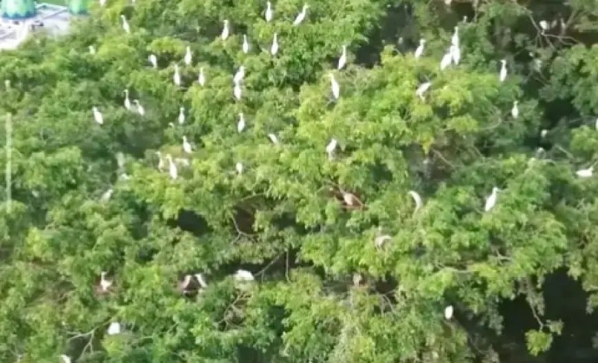 Pemkot Blitar Pasang Alat Pengusir Burung Kuntul Demi Jaga Kebersihan Alun-alun