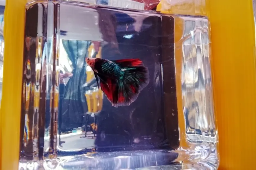 Ratusan Ikan Cupang dan Molly Beradu Keindahan di Kediri Aquatic 2026
