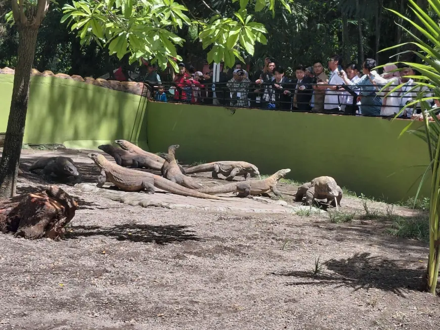 KBS Pinjamkan Sepasang Komodo ke Jepang untuk Program Breeding, Perkuat Konservasi dan Diplomasi Hijau