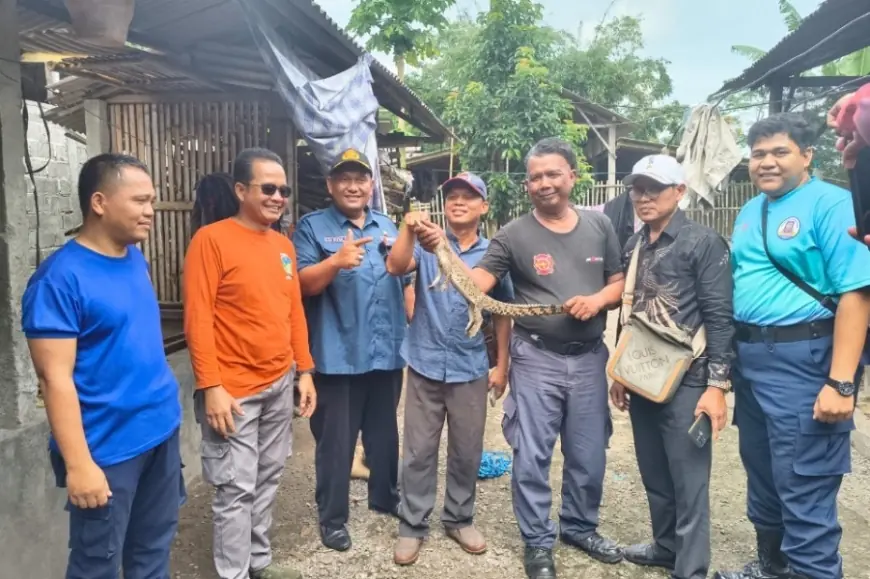 Damkar Kabupaten Kediri Amankan Anakan Buaya Berkeliaran di Pemukiman Warga