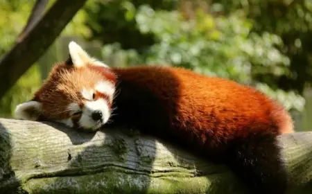 Red Panda Bakal Hadir di KBS, Imbal Balik Breeding Loan Komodo dengan Jepang