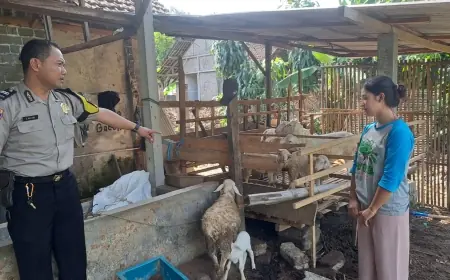 Sempat Dikira Curian, 8 Ekor Kambing di Karangrejo Garum Blitar Ternyata Lepas dari Kandang