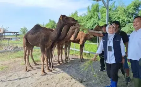Peternak Mojokerto Kembangkan Unta Lokal, Jadi Alternatif Baru Hewan Kurban