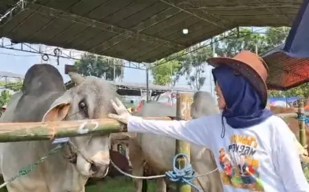134 Sapi Unggulan di Kediri Adu Kualitas di Ajang Kontes Ternak