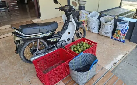 Maling Jeruk di Jember Ditangkap Warga