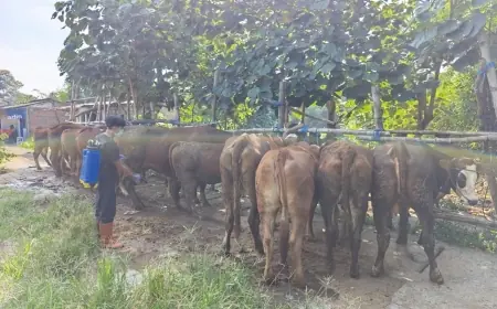 Jelang Iduladha, Sapi Terjangkit LSD Ditemukan di Pasar Dimoro Kota Blitar