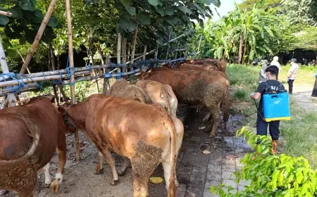 Jelang Iduladha, Stok Hewan Kurban di Kota Blitar Melimpah Meski Harga Sapi Mulai Naik