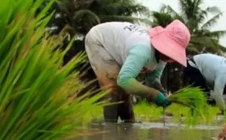 Jatah Pupuk Subsidi Kota Batu di 2026 Naik Jadi 1.054 Ton, Junrejo Terima Alokasi Terbesar