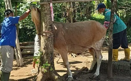 Jelang Iduladha, Diperta Probolinggo Intensifkan Posyandu Ternak