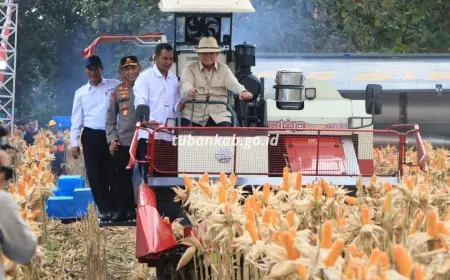 Presiden Prabowo Panen Jagung di Tuban, Tekankan Ketahanan Pangan sebagai Pilar Keamanan Negara