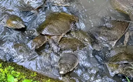 Desa Tawun Ngawi, Kampung yang Hidup Berdampingan dengan Ribuan Bulus