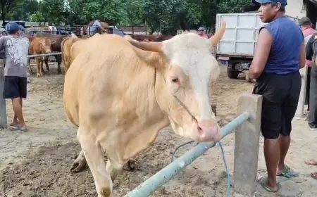 Jelang Idul Adha, Harga Hewan Ternak Untuk Qurban Mulai Merangkak Naik