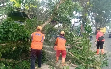 Arus Malang-Kepanjen Sempat Tersendat Usai Pohon Raksasa Roboh di Tepi Irigasi