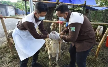 Jelang Iduladha, DKP3 Pasuruan Intensif Cek Kesehatan Hewan Kurban