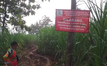 Eskavator Masuk Lahan Perhutani Jombang, Ada Aktivitas Ilegal?