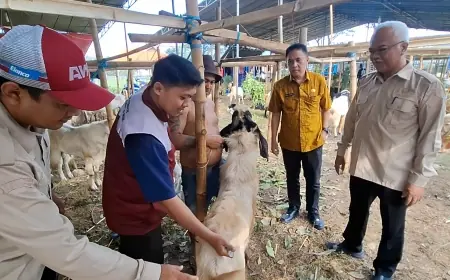 Pastikan Ternak Sehat Jelang Iduladha, Dispertan Gresik Gencarkan Vaksinasi PMK