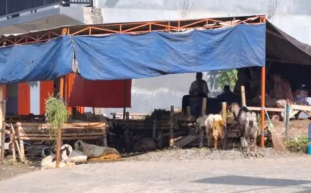 Daya Beli Lesu, Begini Siasat Pedagang Kambing Musiman di Kota Batu agar Tak Merugi