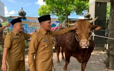 Plt Bupati Tulungagung Serahkan Sapi Kurban Presiden Prabowo Berbobot 1,05 Ton untuk Masjid Boyolangu