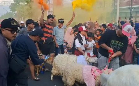 Meriah, 250 Ekor Kambing Ikuti Festival Kambing Kurban Grisse di Gresik