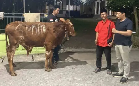 Dua Ekor Sapi Kurban Hasil Gotong Royong Kader PDI Perjuangan Sasar Dua Desa di Jombang
