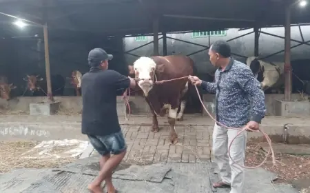 MUI Sebut Kurban Presiden Lewat Banpres Setara Bansos, Minta Publik Tak Berpolemik