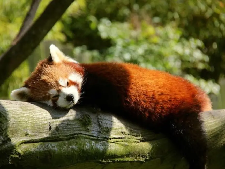 Red Panda Bakal Hadir di KBS, Imbal Balik Breeding Loan Komodo dengan Jepang