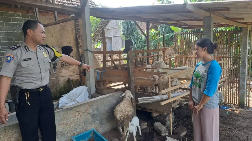 Sempat Dikira Curian, 8 Ekor Kambing di Karangrejo Garum Blitar Ternyata Lepas dari Kandang