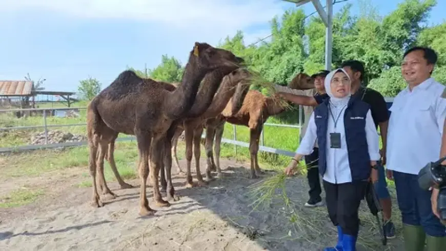 Peternak Mojokerto Kembangkan Unta Lokal, Jadi Alternatif Baru Hewan Kurban