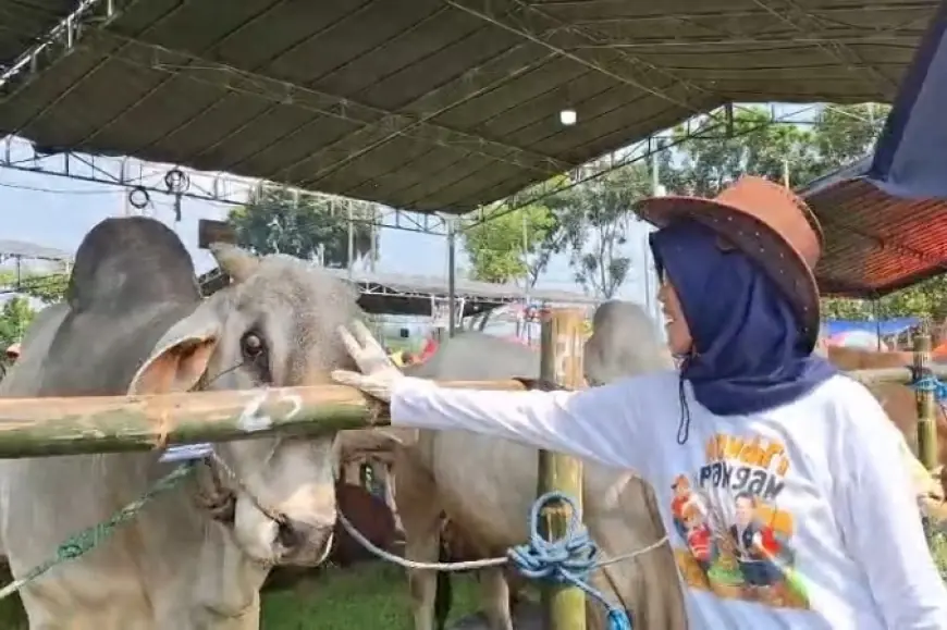 134 Sapi Unggulan di Kediri Adu Kualitas di Ajang Kontes Ternak