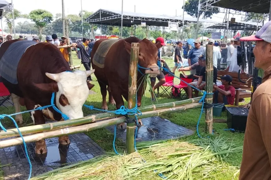 134 Sapi Unggulan di Kediri Adu Kualitas di Ajang Kontes Ternak