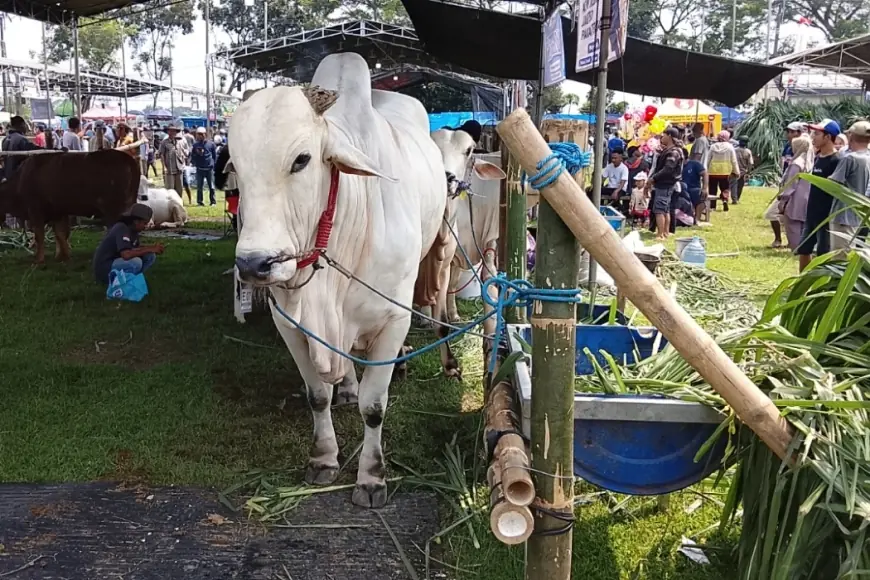 134 Sapi Unggulan di Kediri Adu Kualitas di Ajang Kontes Ternak