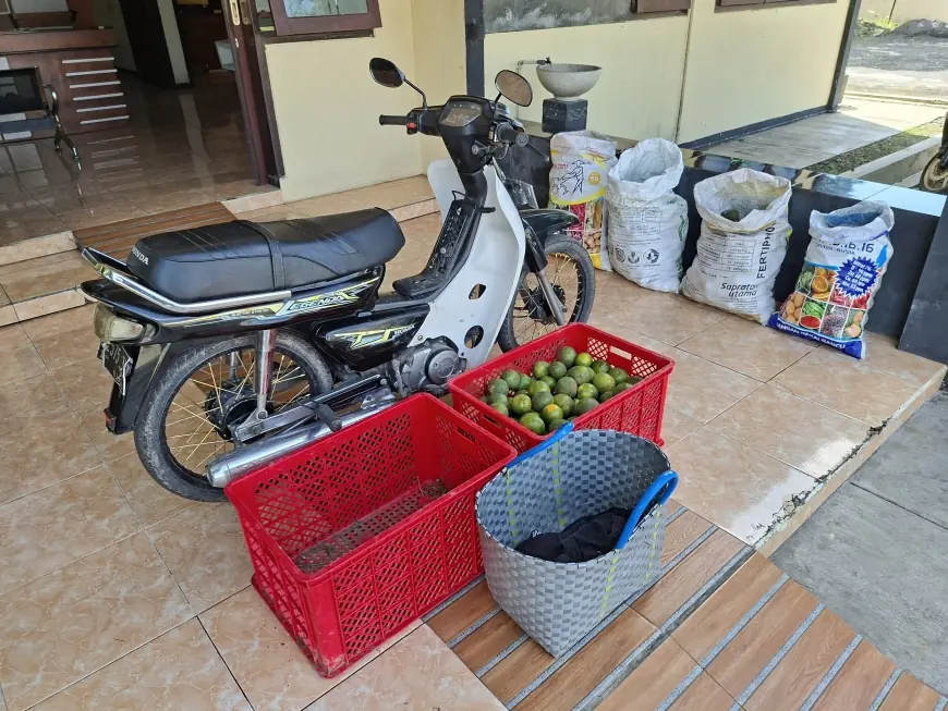 Maling Jeruk di Jember Ditangkap Warga