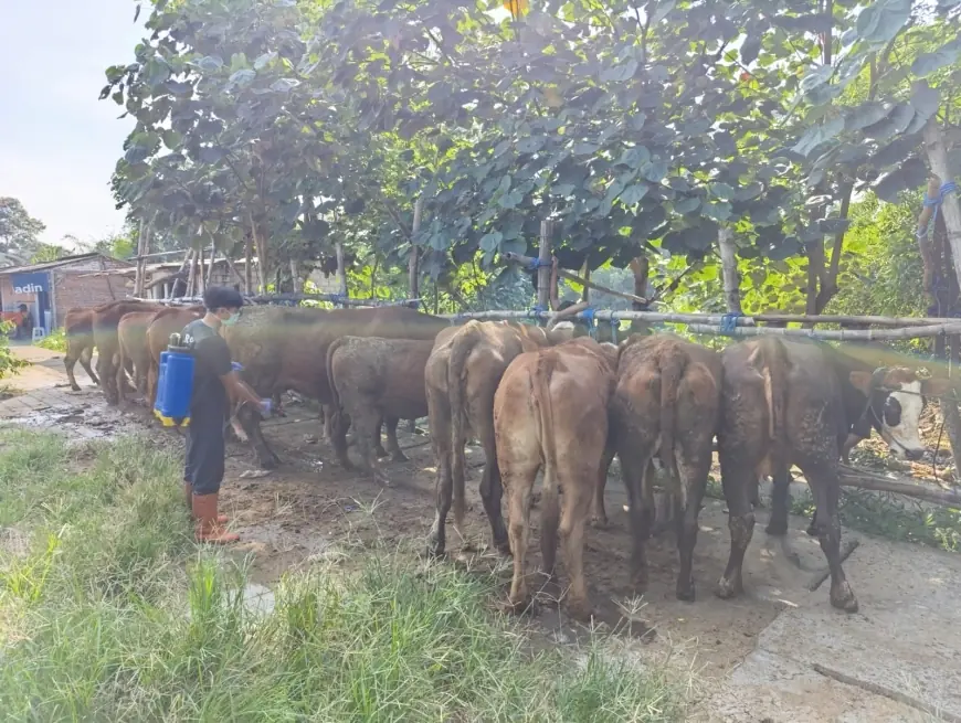Jelang Iduladha, Sapi Terjangkit LSD Ditemukan di Pasar Dimoro Kota Blitar