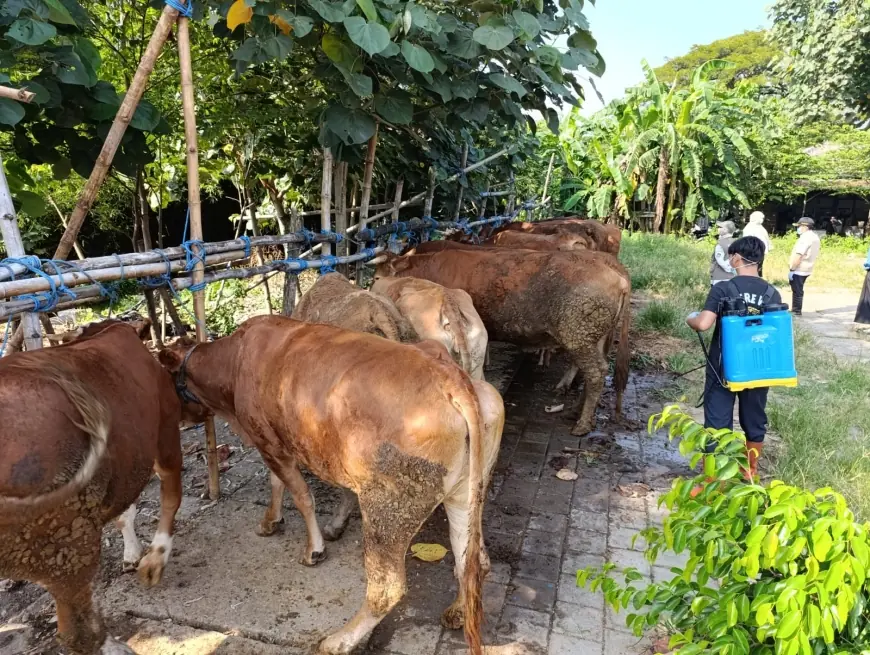 Jelang Iduladha, Stok Hewan Kurban di Kota Blitar Melimpah Meski Harga Sapi Mulai Naik
