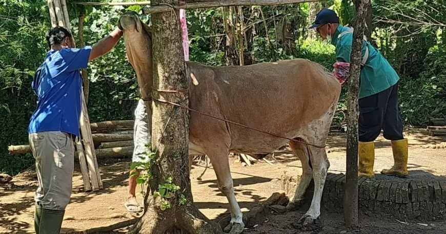 Jelang Iduladha, Diperta Probolinggo Intensifkan Posyandu Ternak
