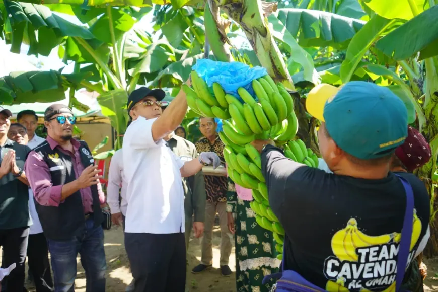 Wali Kota Aminuddin Dorong  Pisang Cavendish Jadi Ikon Baru Kota Probolinggo