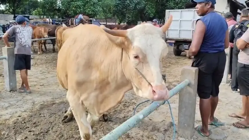 Jelang Idul Adha, Harga Hewan Ternak Untuk Qurban Mulai Merangkak Naik