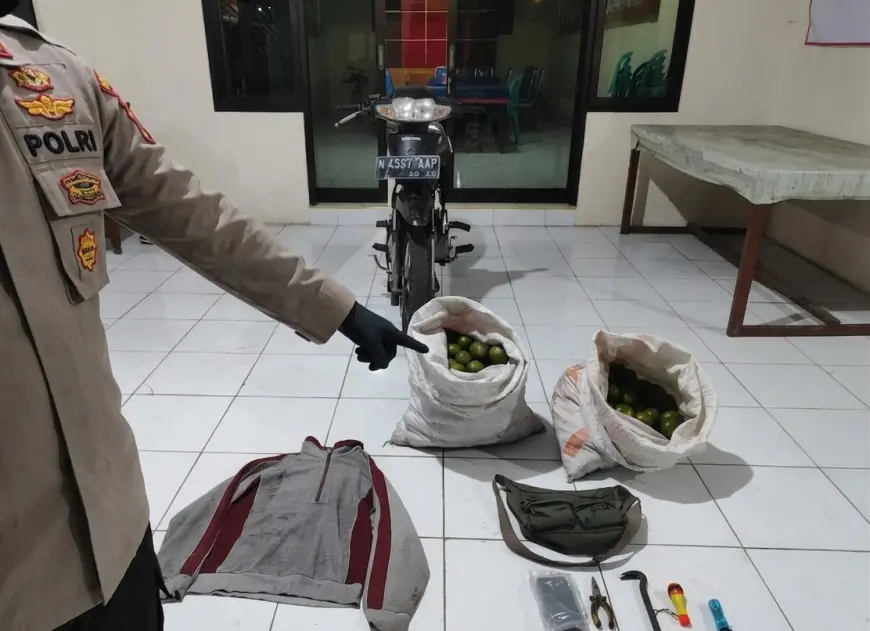 Motor Tanpa Nopol Jadi Petunjuk Terbongkarnya Pencurian Jeruk di Turen Malang