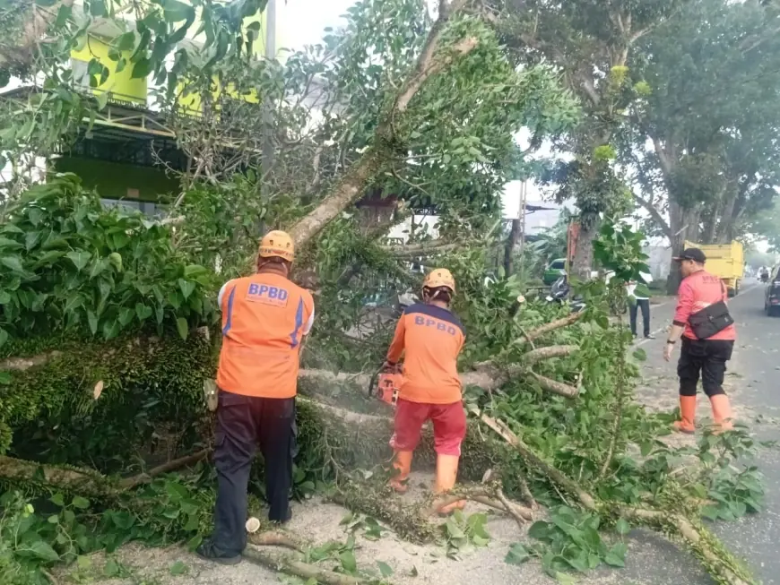 Arus Malang-Kepanjen Sempat Tersendat Usai Pohon Raksasa Roboh di Tepi Irigasi