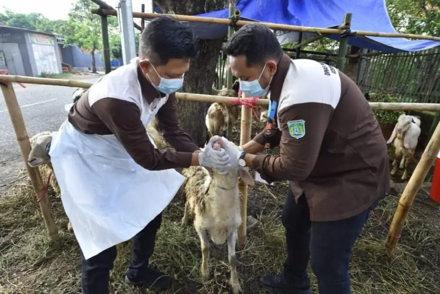 Jelang Iduladha, DKP3 Pasuruan Intensif Cek Kesehatan Hewan Kurban