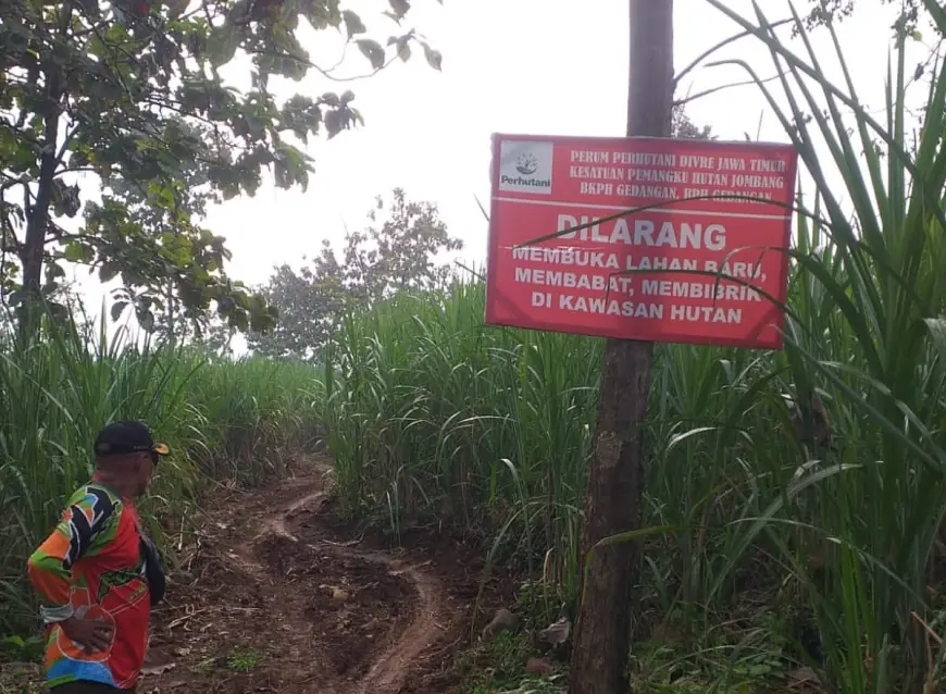 Eskavator Masuk Lahan Perhutani Jombang, Ada Aktivitas Ilegal?
