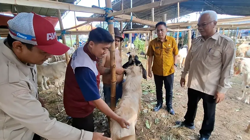 Pastikan Ternak Sehat Jelang Iduladha, Dispertan Gresik Gencarkan Vaksinasi PMK
